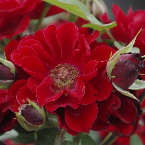 Shop - Rosa Fekete István - rot - zwergrosen - diskret duftend - Márk Gergely - Schön für Randbbeete, aber auch auf Balkon und Terasse in Kübeln. Gruppenweise, üppige Blüten.